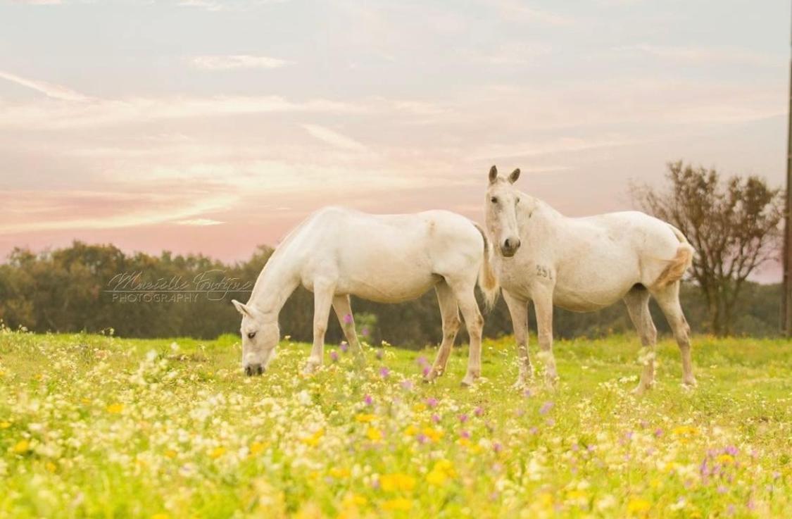 Herdade De Santa Maria Almeirim Dış mekan fotoğraf