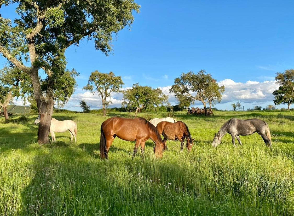 Herdade De Santa Maria Almeirim Dış mekan fotoğraf